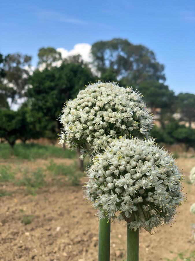 Hotel Agrialma Agrigento Zewnętrze zdjęcie